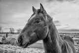 Fototapeta  - Portrait of a horse in Montana.