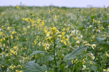 Mustard grows in the field, which will be used as a green organic fertilizer.