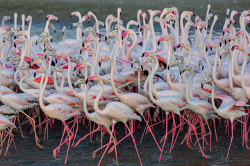 Flamingo - Ras Al Khor Wildlife Sanctuary, Dubai, UAE