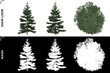© Govinda - 3D Rendering of Front, Left and Top view of Tree (Picea Omorika) with alpha mask to cutout and PNG editing. Forest and Nature Compositing.