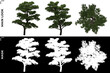 3D Rendering of Front, Left and Top view of Tree (Pinus Densiflora) with alpha mask to cutout and PNG editing. Forest and Nature Compositing.	
