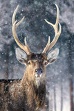 Fototapeta Zwierzęta - Roe deer in the winter forest. Animal in natural habitat