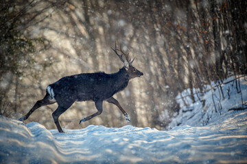 Fototapete - Roe deer run in the winter forest. Animal in natural habitat