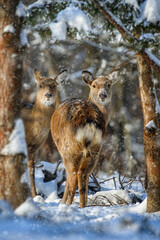 Fototapete - Female Roe deer in the winter forest. Animal in natural habitat