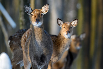 Fototapete - Female Roe deer in the winter forest. Animal in natural habitat