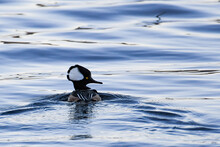 A Hooded Merganser Drake Duck Swimming In Lake Pleasant, NY