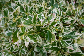 Sticker - Euonymus fortunei, commonly called wintercreeper euonymus, is a dense, woody-stemmed, broadleaf evergreen to semi-evergreen plant.