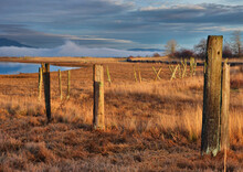 Abandoned Wooden Fence Posts In Rural Grassland Landscape, British Columbia, Canada
