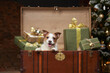 the dog crawls out of the gift chest. christmas jack russell in a festive home interior. 