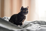 Fototapeta Koty - Adorable little scottish black tabby cat.