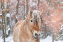 Portrait Of A Norwegian Fjord Horse In Front Of A Snowy Winter Landscape