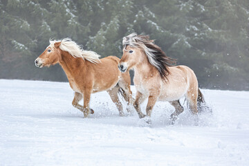 a norwegian fjord horse and a haflinger pony having fun on a winter paddock