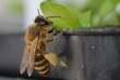 Bee resting on a plastic pot
