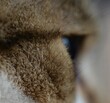 Cat's fur closeup
