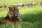 Fototapeta  - Bengal Tiger resting on grass