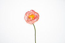 Beautiful Single Icelandic Poppy Bloom