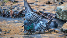 Pigeon In The Water