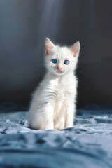 Beautiful cat with intense blue eyes