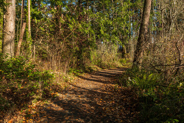 Wall Mural - walking path covered with beautiful golden leaves in the park with sunlight breaking through the tree trunks