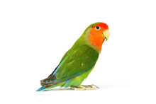 Lovebird Parrot Isolated On White Background. Colorful Bird