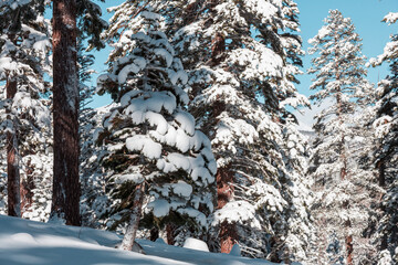 Canvas Print - Winter forest