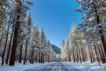 Poster - Winter forest