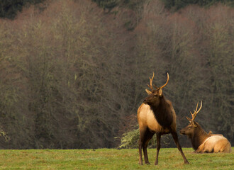 elk