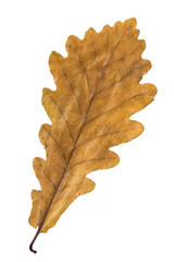 Canvas Print - Oak leaf isolated