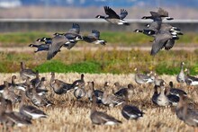 伊豆沼周辺を飛ぶ北からの美しい渡り鳥シジュウカラガンの群れ