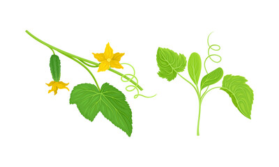 Wall Mural - Cucumber plant with green stem, leaves, flowers and small vegetables vector illustration