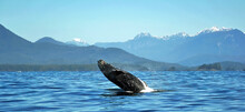 Humpback Whale Breaching, Vancouver Island, Vancouver, British Columbia, Canada