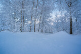 Fototapeta Na ścianę - snowed winter forest russia birches and trees