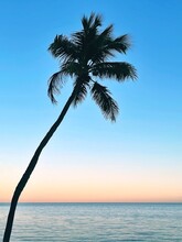 Palm Tree On Beach At Sunset, Islamorada, Florida Keys, Florida, USA