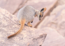 Wild Yellow-footed Rock-wallaby Joey (Petrogale Xanthopus) Standing On Rocks, Australia