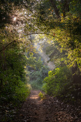 Wall Mural - Scenic landscape view of path in the tropical forest with beautiful morning rays of light, Chiang Dao, Chiang Mai, Thailand