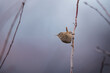 Cute eurasian wren bird sitting on the twig
