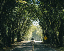 Carro Passando Em Rodovia Com Túnel De árvores - Estrada Para Colônia Witmarsun, Paraná 