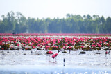Fototapeta Tulipany - Beautiful red lotus flowers in Bueng Boraphet, Nakhon Sawan Province.