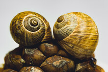 Selective Focus Of Two Snail Shells On A Cone, On An Isolated White Background. The Fractal Center Of The Snail Shell On The Left Is In Selective Focus.
