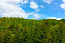 The Tops Of Green Trees Against The Blue Sky. The Background Of Nature. Photo From The Drone, Heights.
