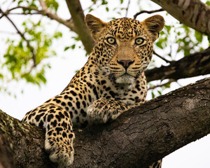 Wall Mural - Leopard male in a marula tree