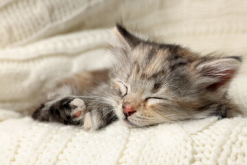 Poster - Cute kitten sleeping on white knitted blanket