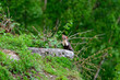 A marten shows itself in the forest in the Mont Blanc massif in Europe, France, the Alps, towards Chamonix, in summer, on a sunny day.