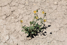 Flower On Desert
