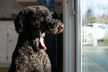 Sleepy Dog Yawning While Looking Out The Home Window In The Morning