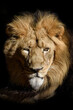 Lion , King of the jungle , Portrait Wildlife animal 