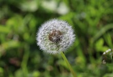 Taraxacum (/təˈræksəkʊm/) Is A Large Genus Of Flowering Plants In The Family Asteraceae, Which Consists Of Species Commonly Known As Dandelions
