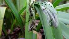 Amaryllis Borer - Brithys Crini - Caterpillar Worm Infestation On The Leaves Of An Amarylillis Plant