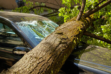 A Strong Wind Broke A Tree That Fell On A Car Parked Nearby