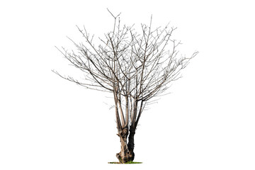 Wall Mural - Dead tree isolated on white background.